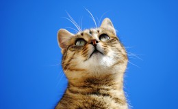 cats pick of the week