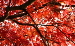 autumn