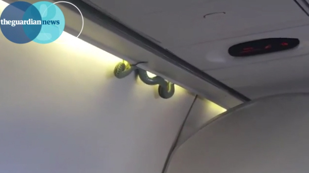 snake-on-plane
